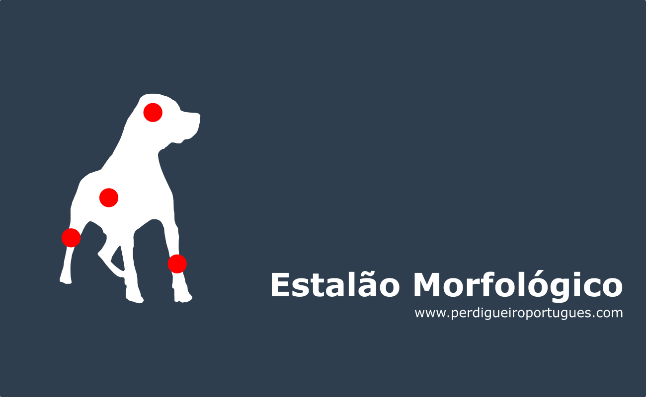 Estalão Morfológico